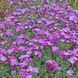 Обрієта гібридна Audrey Purple Shades 1152 фото 1