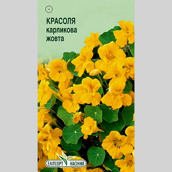 Красоля "Карликова жовта" Еліт (10шт) 489 фото
