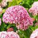 Гортензія деревовидна Candybelle Bubblegum 1189 фото 1