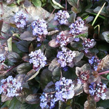 Живучка повзуча Atropurpurea (аюга, горлянка) 1105 фото
