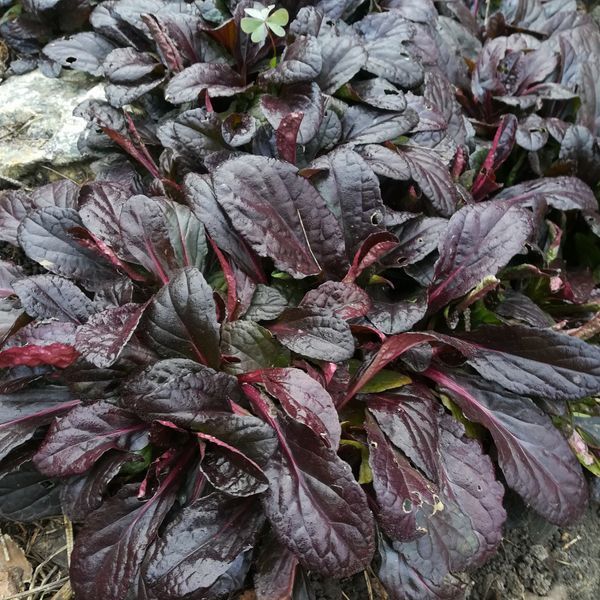 Живучка повзуча Atropurpurea (аюга, горлянка) 1105 фото