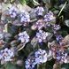 Живучка повзуча Atropurpurea (аюга, горлянка) 1105 фото 1