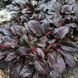 Живучка повзуча Atropurpurea (аюга, горлянка) 1105 фото 2