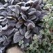 Живучка повзуча Atropurpurea (аюга, горлянка) 1105 фото 3