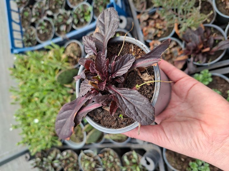 Живучка повзуча Atropurpurea (аюга, горлянка) 1105 фото