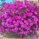 Айстра новобельгійська Baby Pink 1129 фото 1