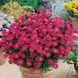 Айстра новобельгійська Jenny 1130 фото 1