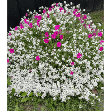 Алісум Snow Princess 1067 фото