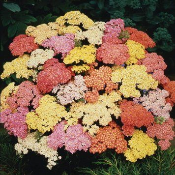 Деревій Summer Pastels (мікс кольорів) 1178 фото