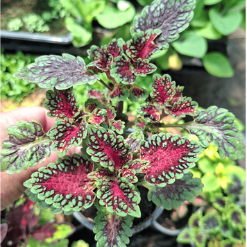 Колеус Watermellon 1179-8 фото