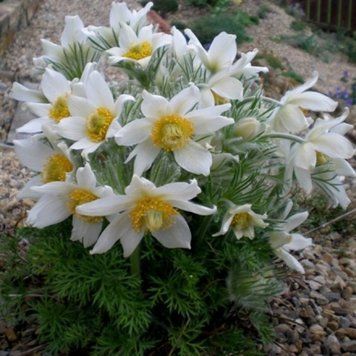 Простріл (сон-трава) Pinwheel White 1171 фото